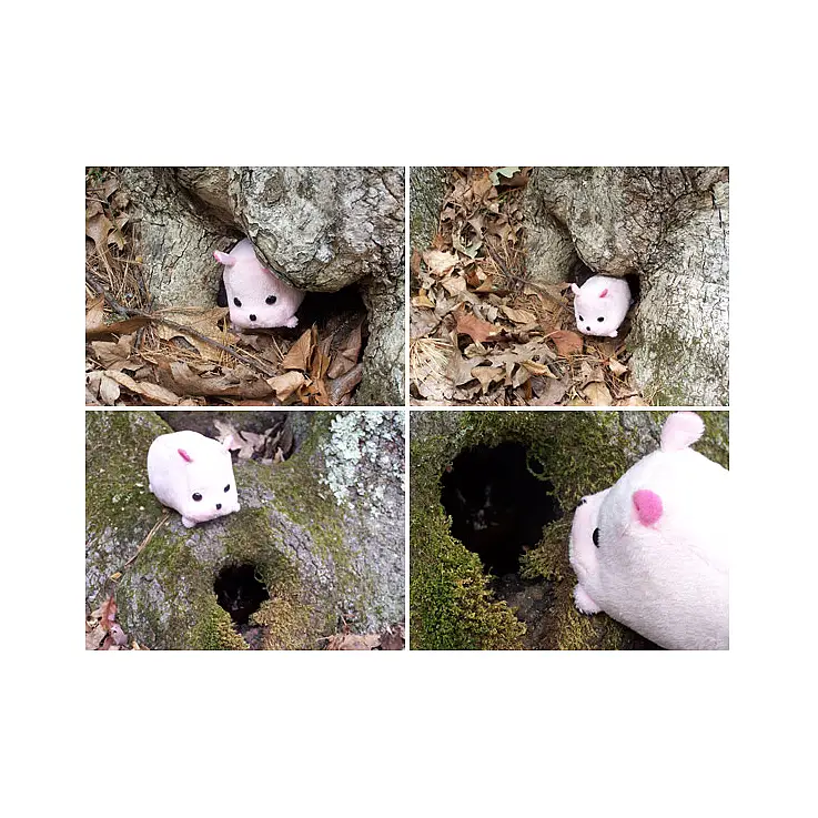 Le gusta pasear por el bosque