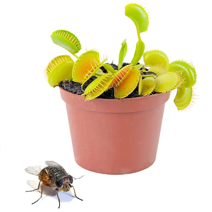 Pon una venus atrapamoscas en tu hogar