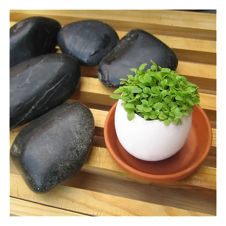 La planta que nace de un huevo