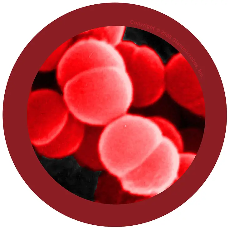Detalle microscópico del microbio come carne