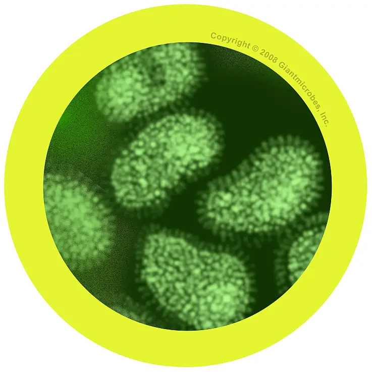 Detalle microscópico del virus de la gripe