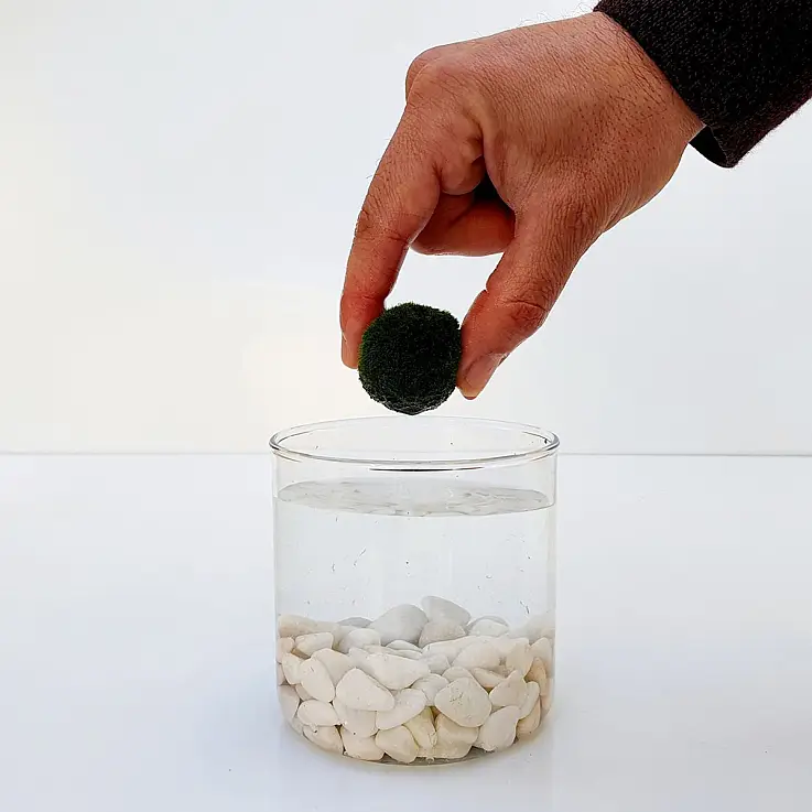 No necesitan alimentos ni fertilizantes