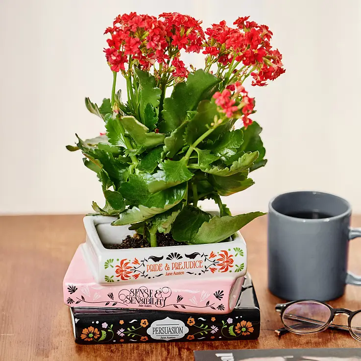 Maceta en forma de libros apilados Botanical Trilogy