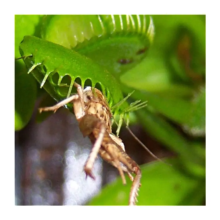 ¡Los insectos ya no serán un problema!