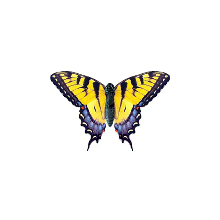 Ésta es la mariposa que está dentro del bote