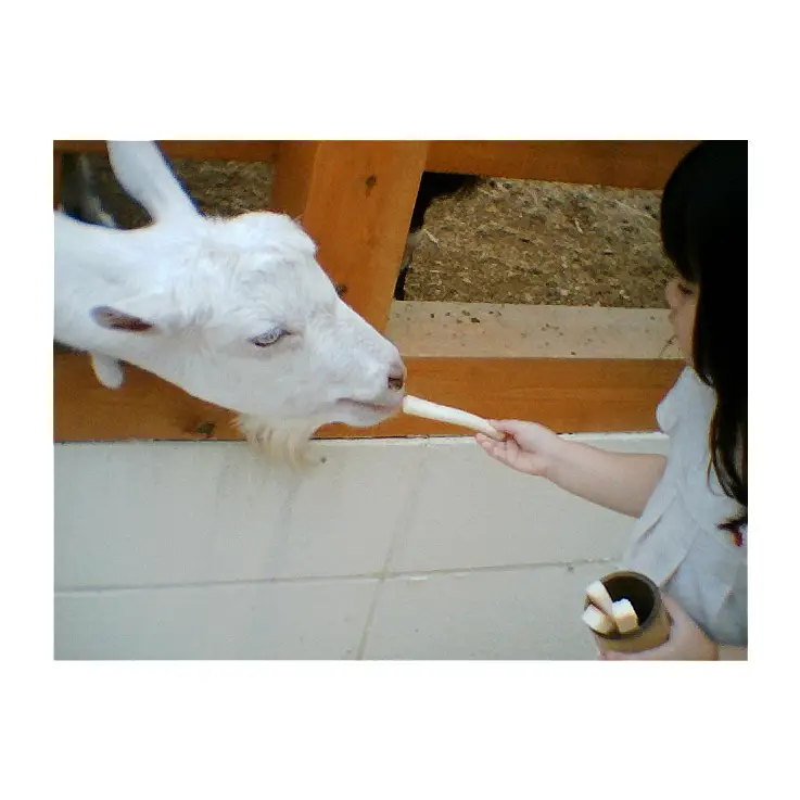 Esta foto ha sido tomada con la Cámara Chocolate