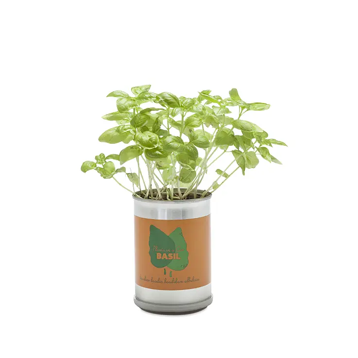 ¡Una planta de albahaca que nace de una lata!