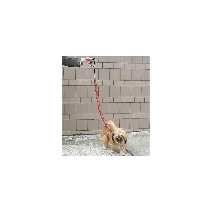 Será la envidia de todos los perros del parque