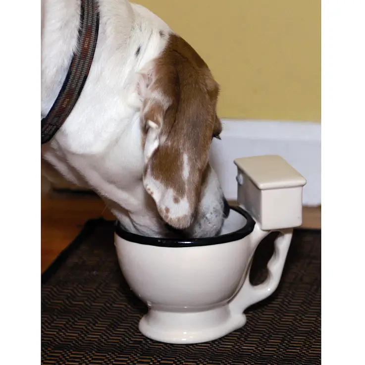 Tu perro podrá beber de ella tranquilo