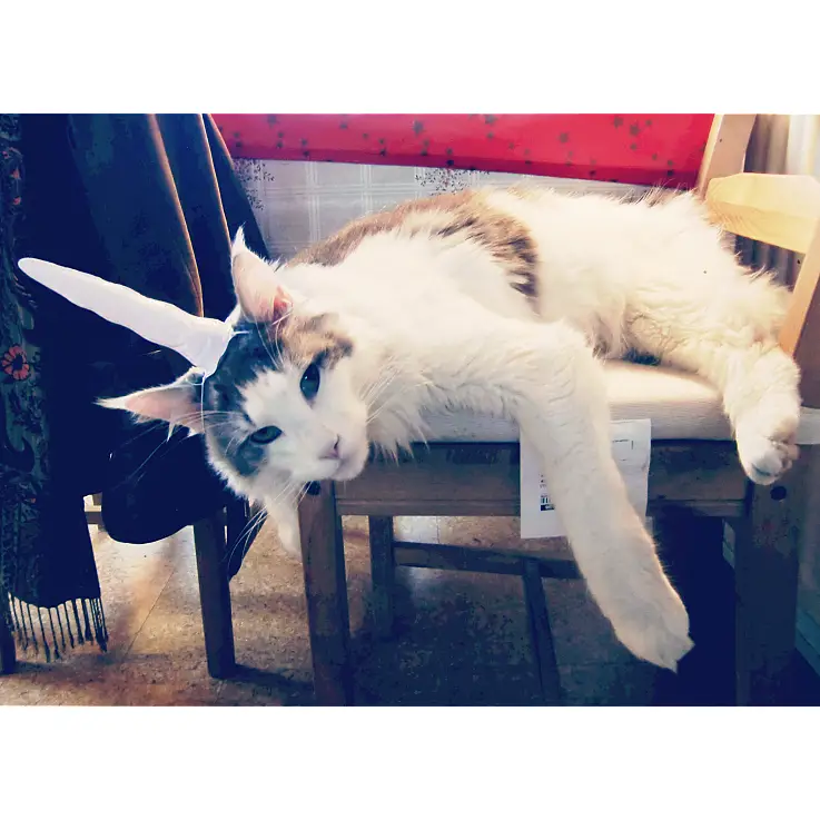 Los gatos se aburren de ser ellos mismos