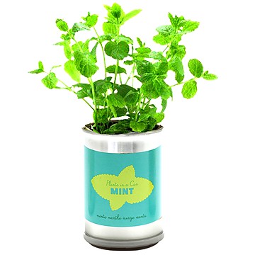 MicroGiardini