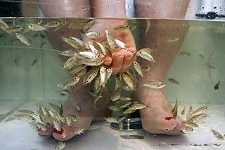 Doctor Fish giving a pedicure